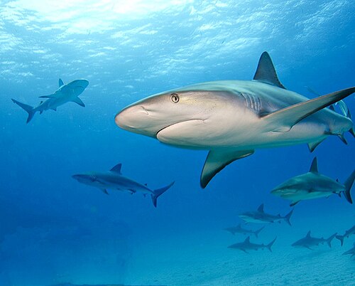 Caribbean reef shark